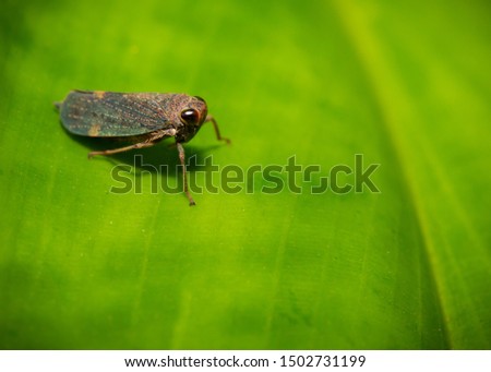 cadellidae Leafhopper insect on a green leaf macro image