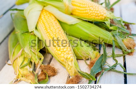 
Opened ears of ripened corn on a white wooden table