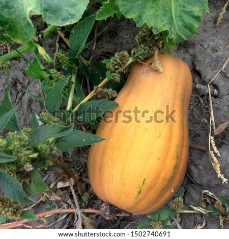 Macro photo plant vegetable orange yellow pumpkin. Photo pumpkin grows in the garden