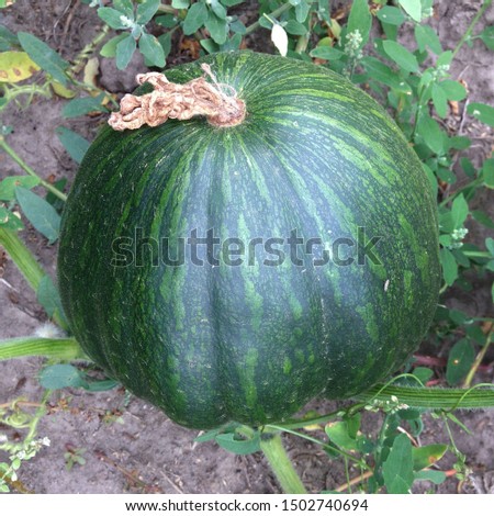 Macro photo plant vegetable green pumpkin. Photo pumpkin grows in the garden