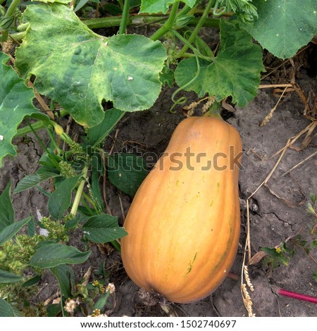 Macro photo plant vegetable yellow orange pumpkin. Photo pumpkin grows in the garden