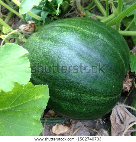Macro photo plant vegetable green  big pumpkin. Photo pumpkin grows in the garden
