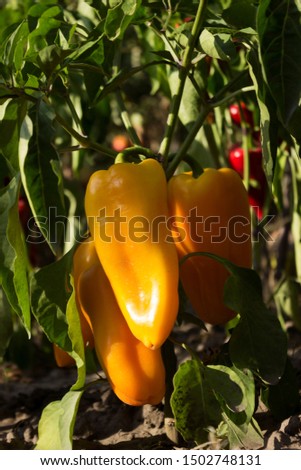 Ripe yellow peppers grow in a row in the garden. Agriculture, harvesting. Clear weather
