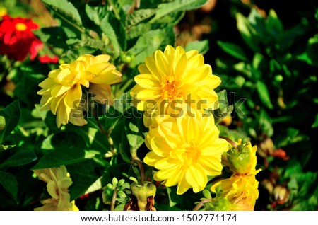 Yellow flower, chrysanths in the park on an autumn sunny day.