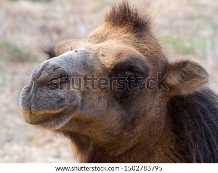 Portrait of a camel close up