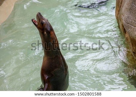 Sea lion in the water (otariidae).