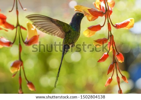 Nature, macro, bugs, hummingbird photos