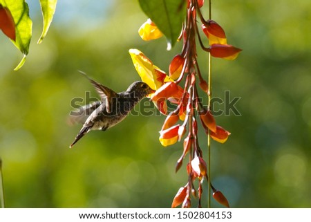 Nature, macro, bugs, hummingbird photos