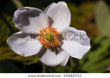 White rosehip flower in the garden closeup
