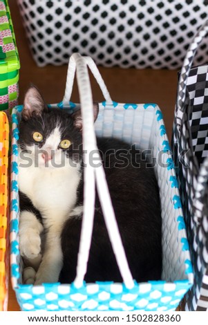 Close-up of a cute black-and-white Thai cat pretending to lie and stare at something curious in a colorful plastic woven basket.