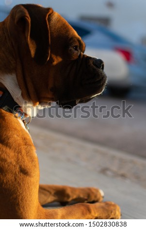 handsome boxer dog posing for a portrait picture