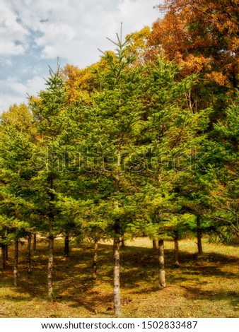 Autumn pine landscape in korea