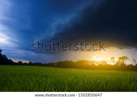 Rice fields and skies with clouds, rain, evening storms, naturally beautiful in the rainy season.