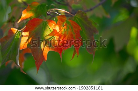 Beautiful lighting on Maple leafs!!!