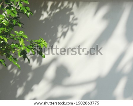 green leaf on branch tree with shadow on white wall background