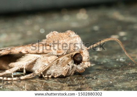 Night Insect Brown Moth Close Up Picture