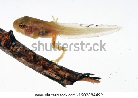 A spring peeper frog tadpole close to metamorphosis.  It has well-developed hind legs, and front legs ready to emerge from its body.  But it still lives in water and has a long tail.