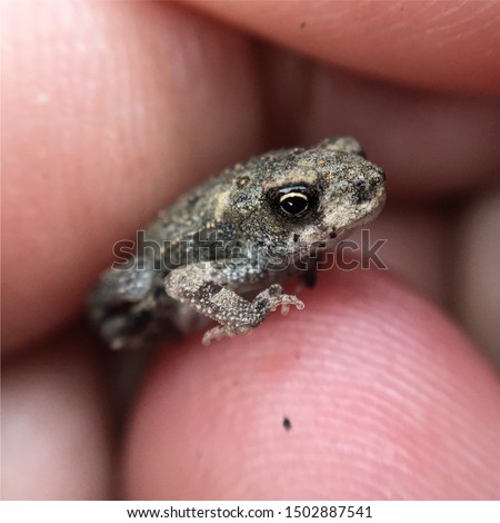 A small gray tadpole with focus on its details