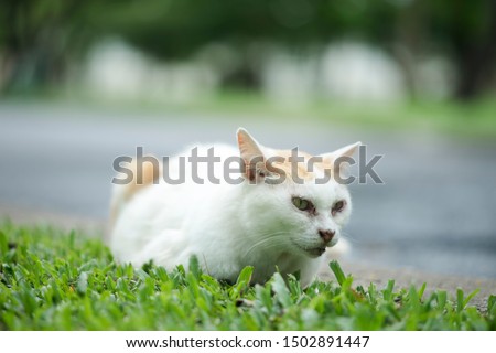 Pretty cat sitting on green grass and looking aside at park. Outdoor at daytime with bright sunlight. Animal life on nature green background.