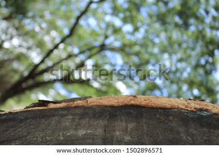 the tree in nature abstract background, the wood and blurred nature background