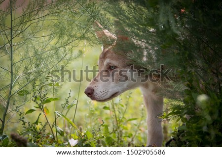 Saarloos Wolfhound Puppy Wolf Hound