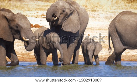 African elephant herd Drinking Water in Africa