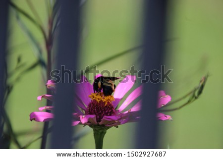 Bumble bee pollinator insect pollinating bright pink and yellow zinnia flower plant in green garden on sunny day.