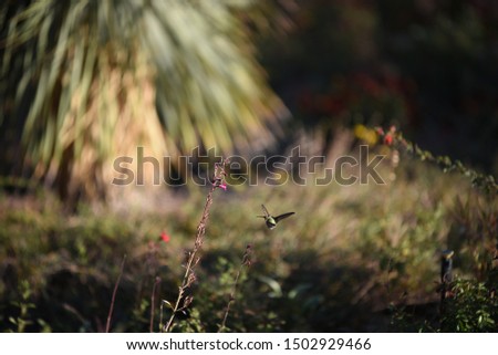 Hummingbird in a desert garden 