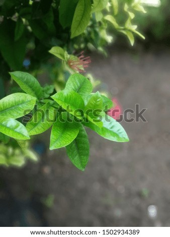 Closeup natural dark green leaf 