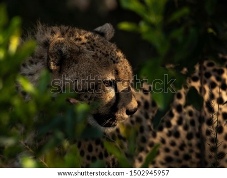 A young Cheetah hidden in the Bush 