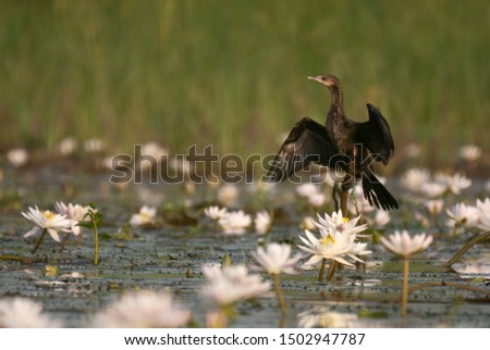 Little cormorant on Perch in Water lilly pond 
