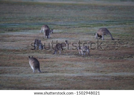 eastern grey kangaroo (Macropus giganteus) in the morning at the food intake ,Queensland ,Australia 