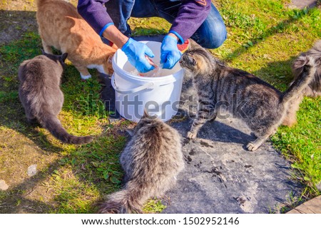 Feeding domestic cats. A lot of cats. Clean, well-groomed cats eat on the grass. Pets. Royalty-Free Stock Photo #1502952146