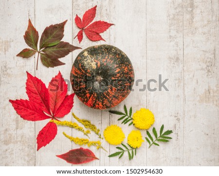 pumpkin, flowers and leaves, autumn background, flat lay, copy space, close-up