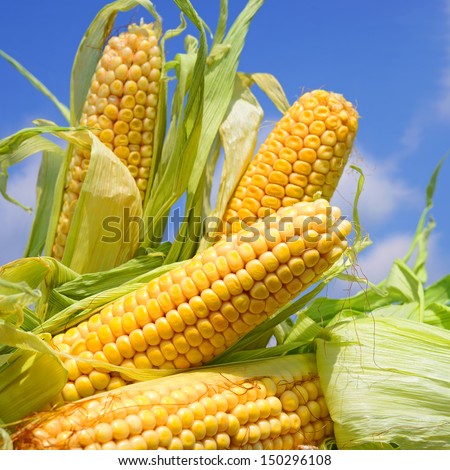 Young ears of corn against the sky Royalty-Free Stock Photo #150296108