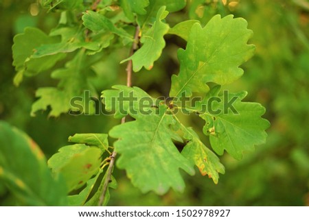 green oak leaves on branch in the autumn forest