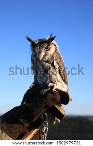 Southern white-faced Owl (Ptilopsis granti)