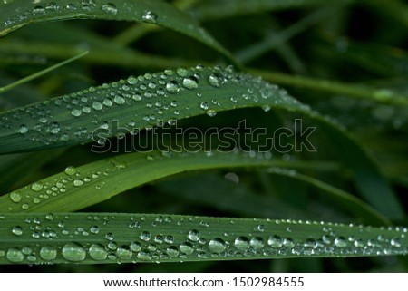 Close up photo of a green grass covered with water drops. Dew drops on a green grass.