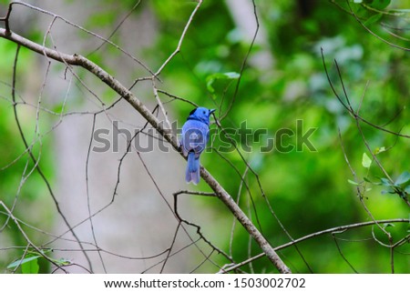 Isolated black nape monarch on dry branch