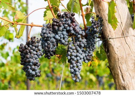 Mature red wine grapes on the vine just before harvest in the Chianti region