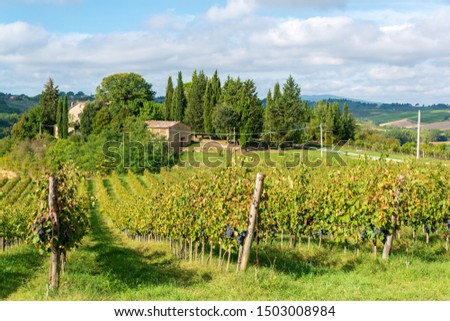 On a winery in Tuscany near Siena in Chianti, just before the wine harvest