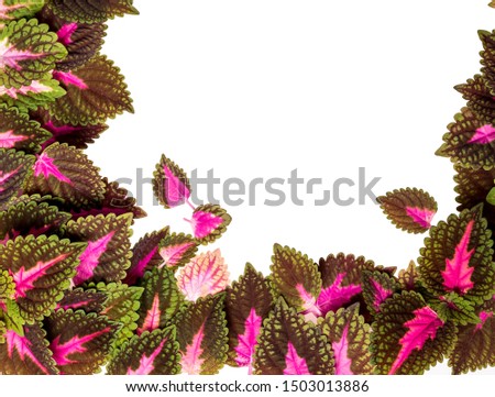 Frame of decorative plant leaves on white isolated background. PNG.
