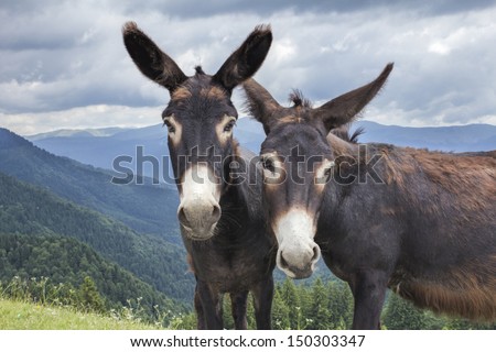 Two donkeys in the mountains Royalty-Free Stock Photo #150303347