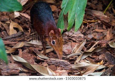 The black and rufous elephant shrew, (Rhynchocyon petersi) the black and rufous sengi, or the Zanj elephant shrew is one of the 17 species of elephant shrew found only in Africa. Royalty-Free Stock Photo #1503033875