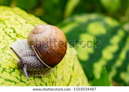 Snail crawling on green watermelon after rain