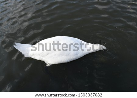 Swan with head under water