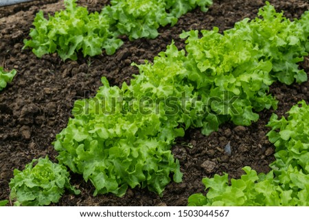 Vegetable garden from farmers without farmers Concept of vegetable garden