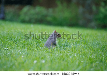 Photo of a squirrel in natural environment