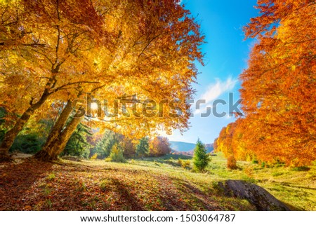 Warm and Golden Autumn in forest - colorful leaves and big trees, warm sunny day with blue sky Royalty-Free Stock Photo #1503064787