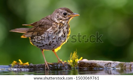 song thrush (Turdus philomelos) in the lake Royalty-Free Stock Photo #1503069761